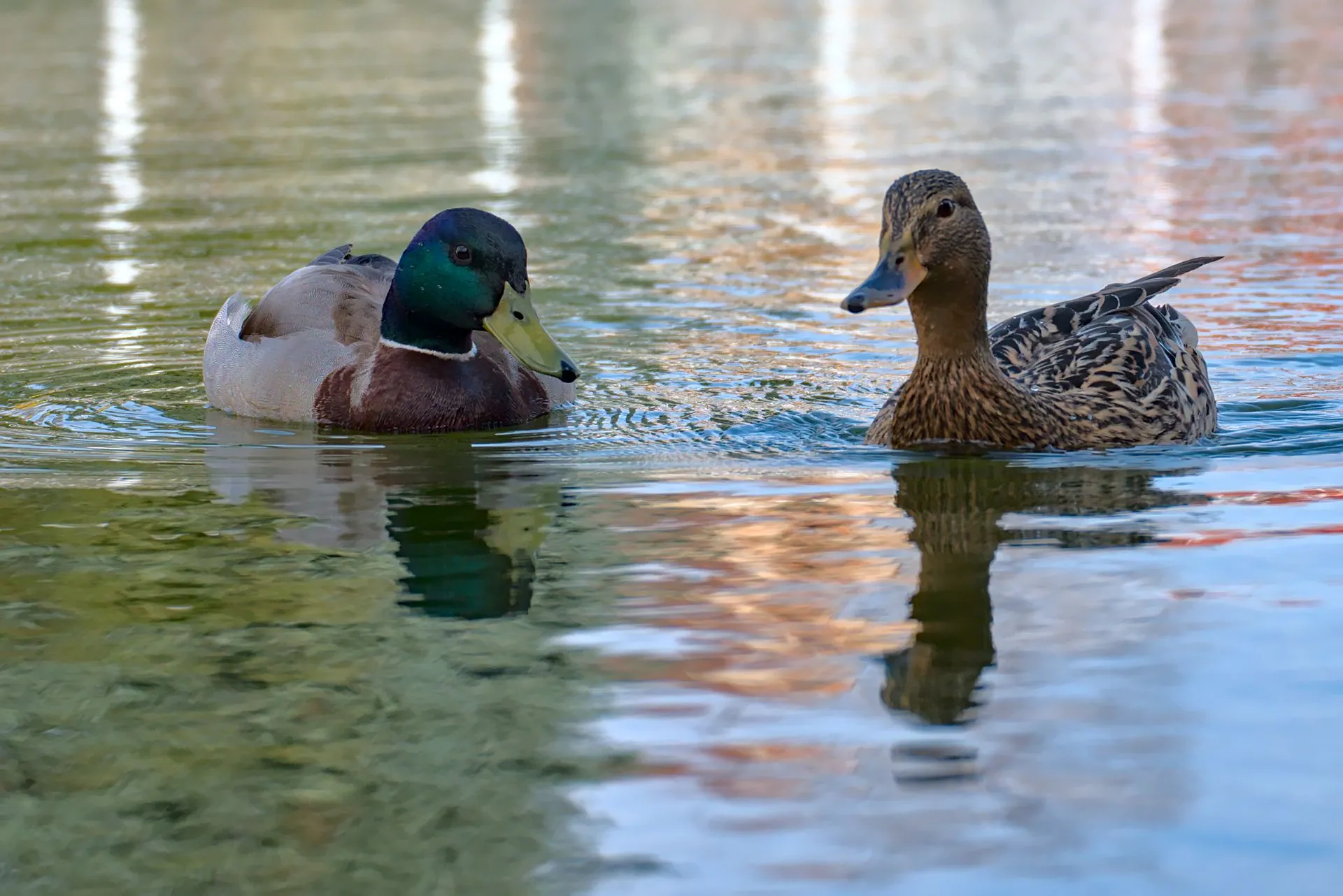 Divoké kachny na rybníku